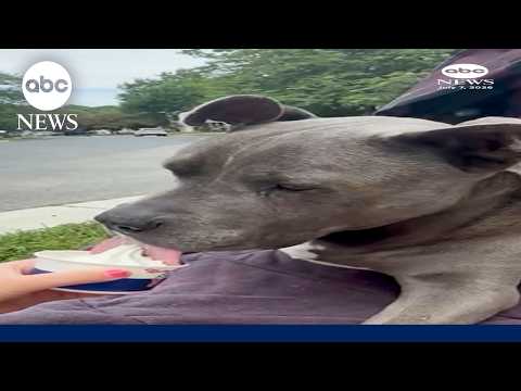Senior dog takes extra steps for ice cream