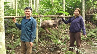 Selling a wild boar with high price. Robert | Green forest life