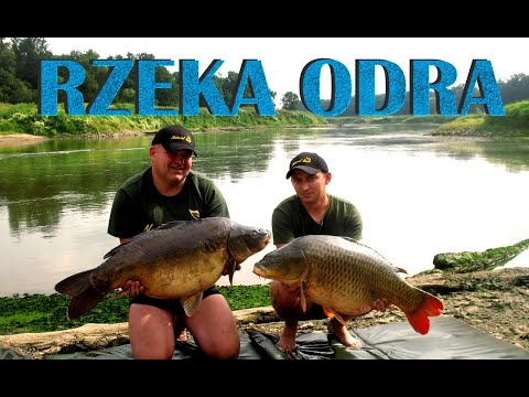 Rzeka Odra W Pogoni za Karpiem cz 3