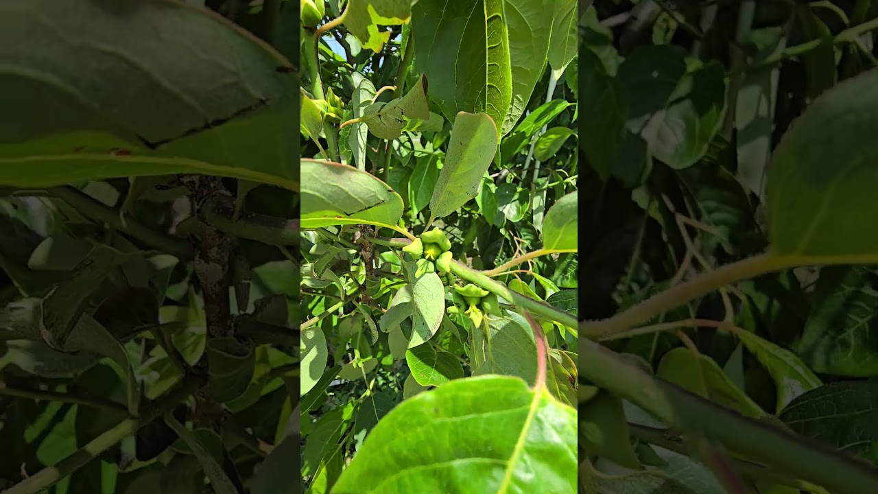 Grafted female persimmon trees (part 1)