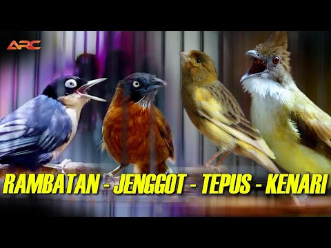 MASTERAN KOMBINASI CUCAK JENGGOT - RAMBATAN - TEPUS - KENARI SUPER GACOR