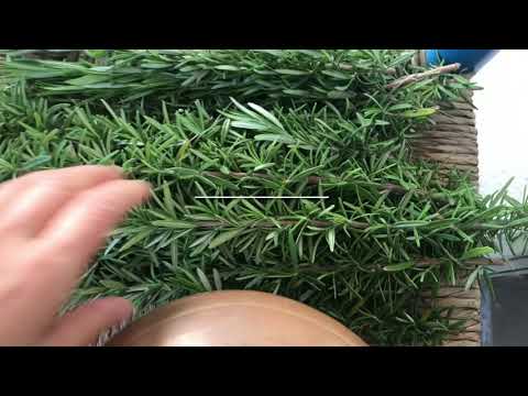 ローズマリーオイルを使って自分で作ってみよう 植物