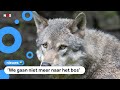 Op deze school merken ze veel van de wolf: 'Kan zomaar opduiken'
