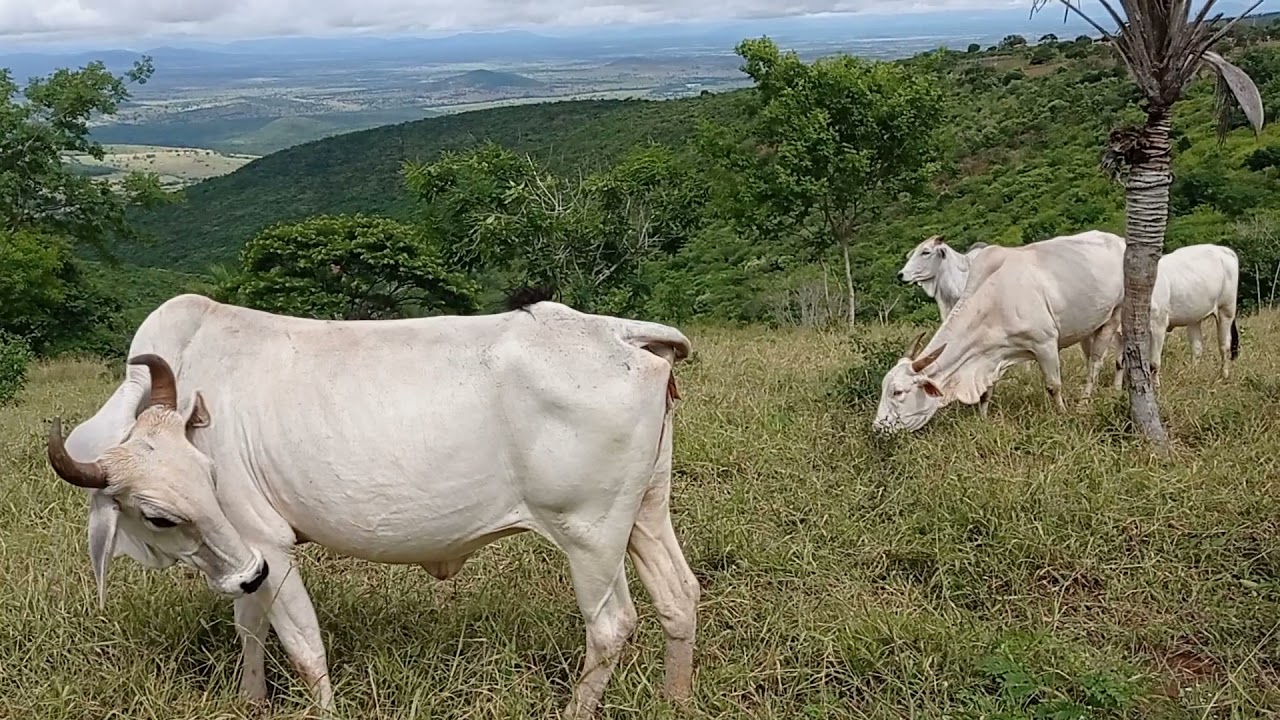COM QUANTOS MESES UMA VACA PARE? 🐄🐄🐄