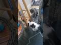 Even Catfriends Hiss Sometimes She Just Came Back From The Vet