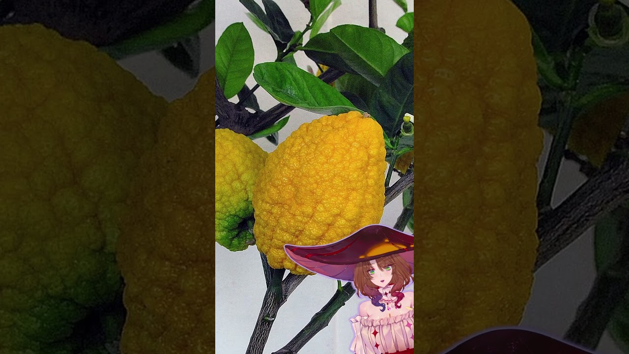 Lemons aren't a natural fruit, they're actually a hybrid