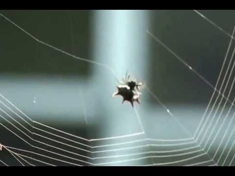 Passacaglia by G.F.Handel,Performed by Pat Coldrick. arr, David Russell.