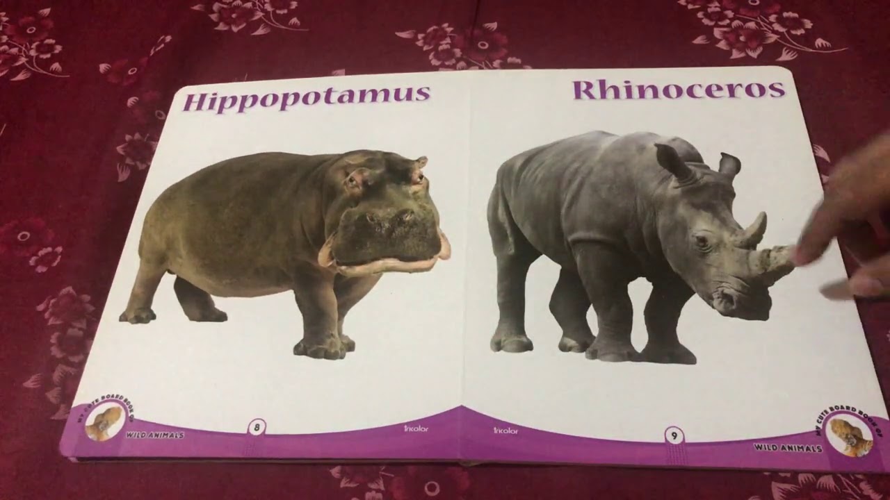 Tri color My Cute Board Book of first Wild Animals Big Pictures Review and Price