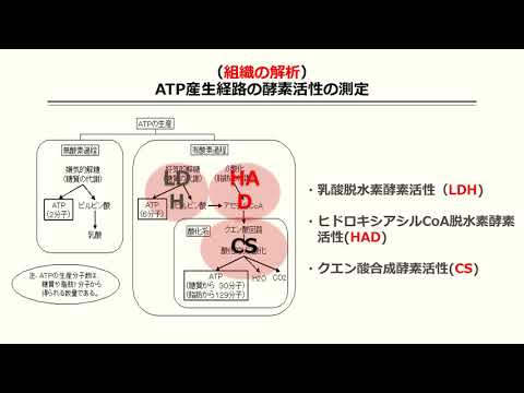 【365日オンライン模擬講義】開発途上国には健康に良い農産物がいっぱい