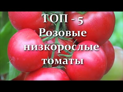 , title : 'Эти Помидоры плодоносят ведрами! ЛУЧШИЕ Очень Урожайные Розовые Низкорослые Томаты для Огорода'