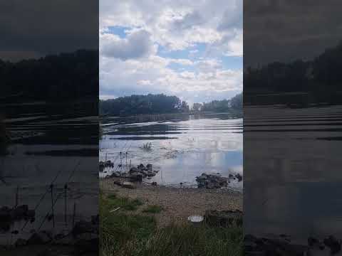 Karpfen Angeln/am Fluss (Donau)#carpfishing #fishing #karpfen #karpfenangeln