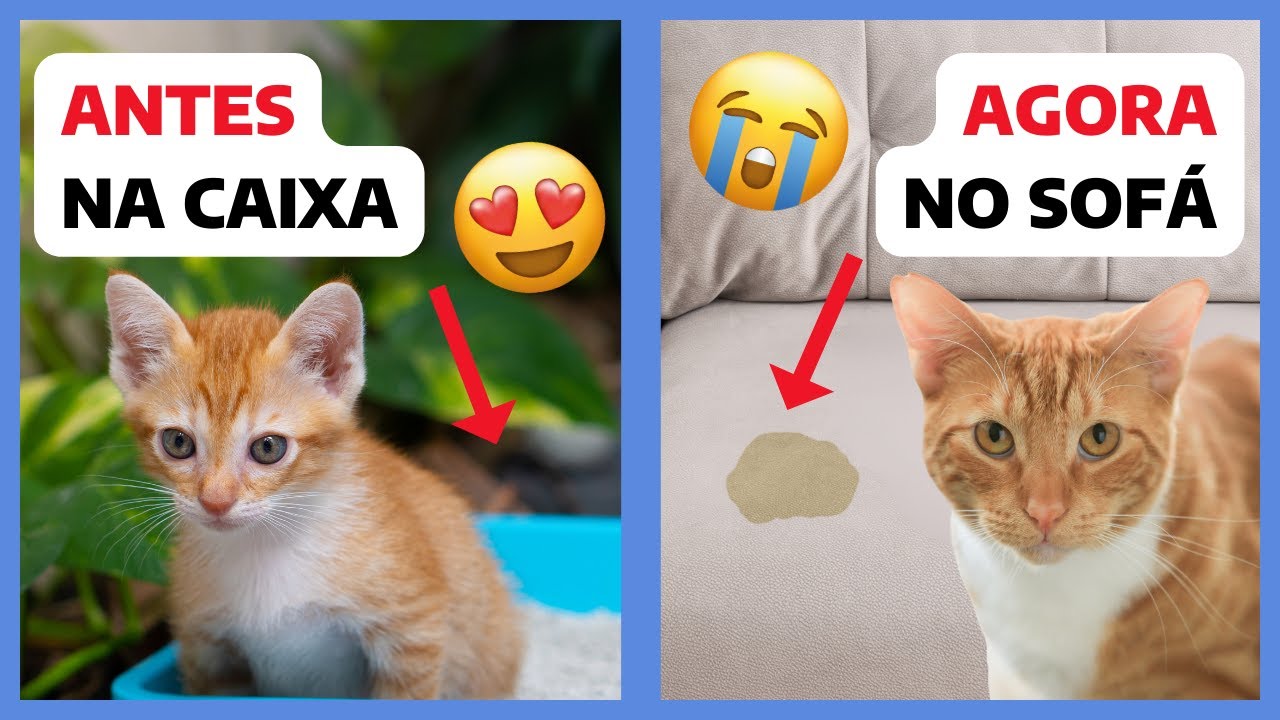 Como fazer o gato PARAR DE URINAR nas coisas? | Gato castrado fazendo XIXI FORA?