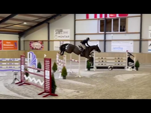 Recent (28-02-2025) Show video 1.20m Class Kensington ZG Z (Kentucky van’t Ruytershof x Berlin).