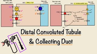 Distal Convoluted Tubule (DCT) | Collecting Duct | Nephron Transport | Renal Physiology