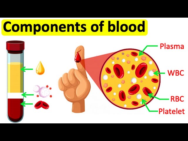 Understanding the Components of Blood: RBCs, WBCs, Plasma, and ...
