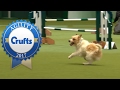Hilarious Highlights from Rescue Dog Agility | Crufts 2017