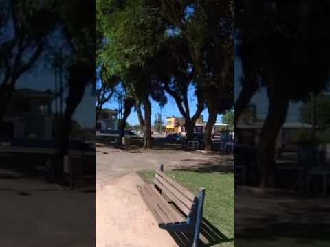 Gigantes da Natureza! 🌳✨ Conheça a praça de árvores centenárias em Campo Largo no Paraná! 🇧🇷 Passeio