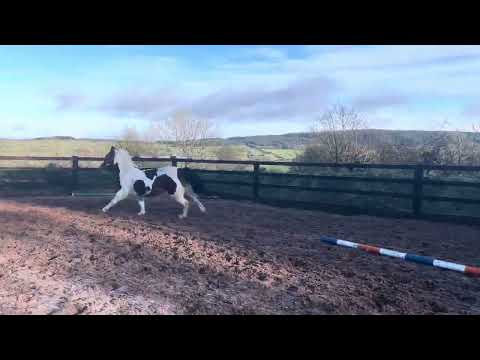 Stunning 12.2hh skewbald mare - Image 2