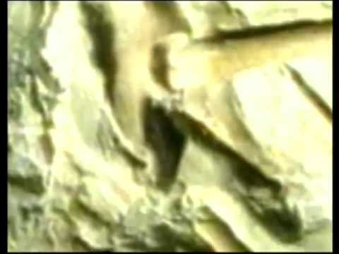 Das Wunder der Vögel   Der Evolutionsschwindel Harun Yahya Deutsch