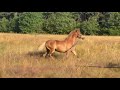 À vendre – Pouliche Poney D 8 mois Fille de LIMONCELLO