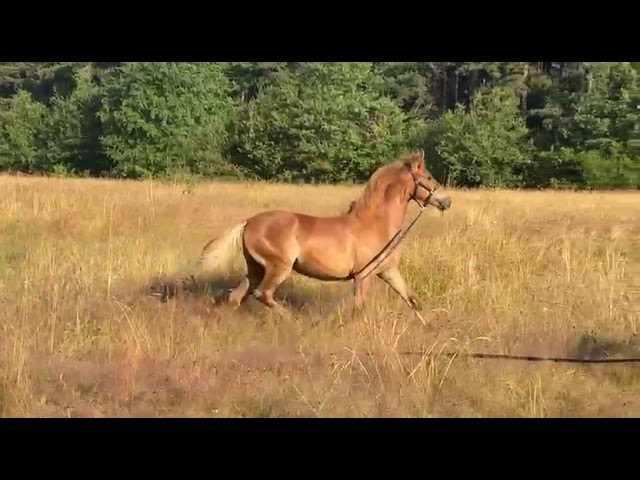 &Agrave; vendre &ndash; Pouliche Poney D 8 mois Fille de LIMONCELLO 