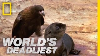 Bird of Prey Attacks Baby Seals | World&#39;s Deadliest