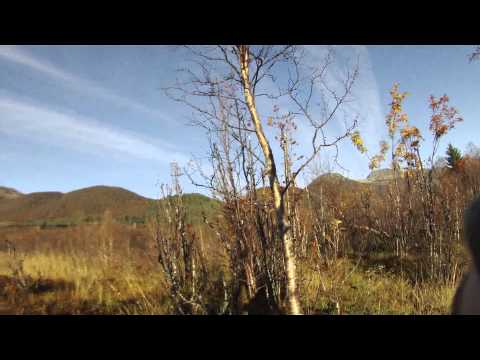 Lokkejakt på kråke