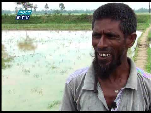 খরা ও অনাবৃষ্টির কারনে পানির অভাবে আমন ধান রোপন করতে পারছে না কৃষক