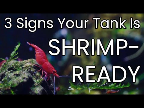 Cycling Your Shrimp Tank Is Not Enough