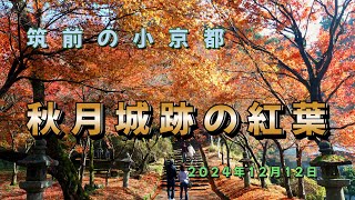 秋月城跡の紅葉　　2024版　　【4K】