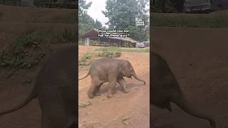 Appreciating Baby Elephants!