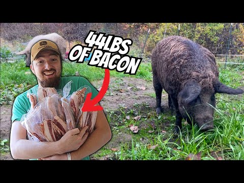 How Much MEAT We Got From 2 Mangalitsa PIGS