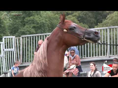 Chantilly 2016 AHO World Cup - CLASS  12 - Fillies Championship