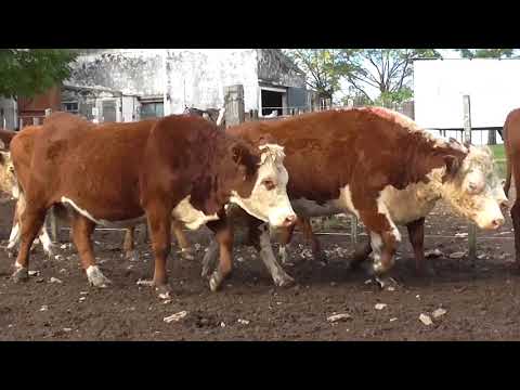 Lote 39 Vaquillonas Vacas Preñadas  HEREFORD 436kg - , Paysandú