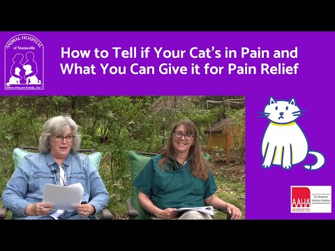 How to Know if Your Cat is in Pain, and What You Can Give Your Cat for Relief