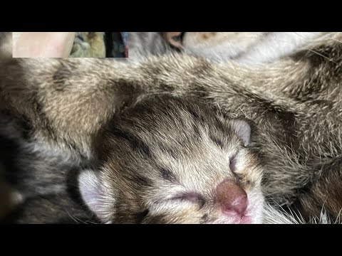 हाम्रो घर को कुइरि ले बच्चा पायो 🐈🐈🐈