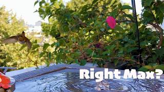 Ideal Hummingbird Fountain From #lowesfinds
