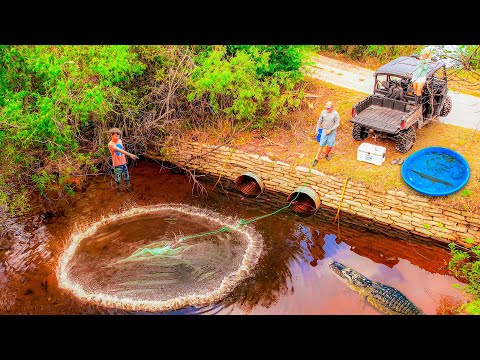 300 Exotic Fish in 1 Cast with my Big Net!  We had to Fight Off a Huge Gator!