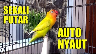 Download lagu Lovebird Gacor Fighter Ngetik Ngekek Panjang, HANYA SEKALI PUTAR Bikin Labet Langsung Emosi Seketika mp3 Download lagu Lovebird Gacor Fighter Ngetik Ngekek Panjang, HANYA SEKALI PUTAR Bikin Labet Langsung Emosi Seketika mp3