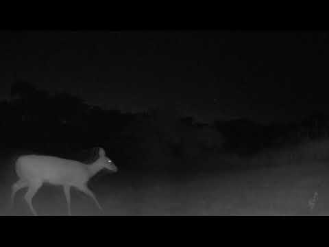 Mom deer wandering through the yard to her fawn