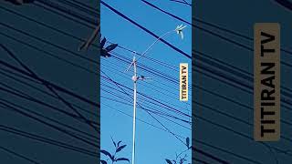 Download lagu Mencetak sogon sogon pikat tangguh mp3 Download lagu Mencetak sogon sogon pikat tangguh mp3