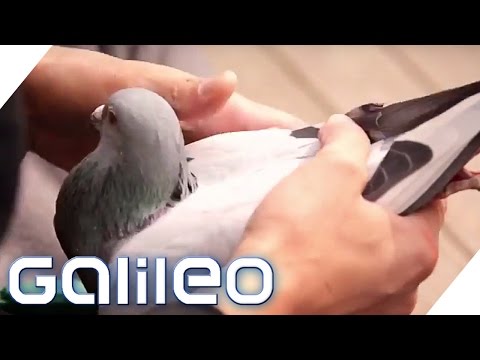 Tauben als Wertanlage? In China ist das Realität | Galileo | ProSieben