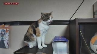 三毛猫フミちゃん　 LIVE配信　2026年7月14日　calico cat　(LIVE stream)