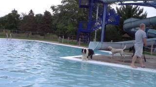 preview picture of video '3rd Chippewa Falls Happy Tails Dog Park Dog Swim 01'