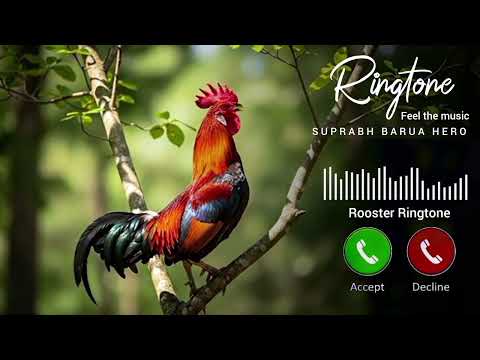 Morning Alarm Ringtone | Rooster Ringtone | Rooster Sound Effect | Mobile phone ringtone | Cock