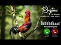 Morning Alarm Ringtone Rooster Ringtone Rooster Sound Effect Mobile Phone Ringtone Cock