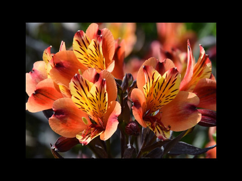 Beautiful Flowers, Royal Botanic Gardens, Kew, Greater London!