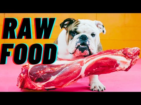 RAW DOG FOOD EXPLAINING: Benefits, Risks & How to Start!