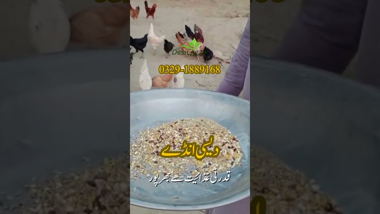 Free Range Desi hens and fresh eggs