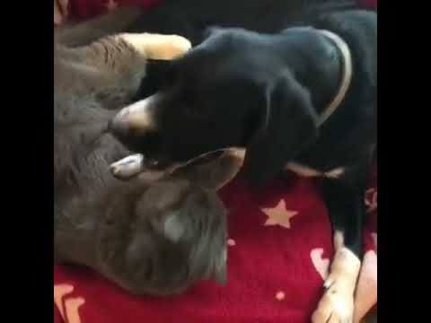 Hunting dog is bonded pair with stray kitten